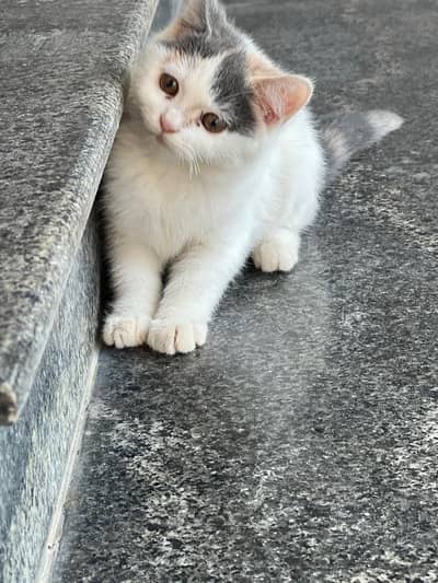 A british Amerrican 5 month old kitten for urgent sale