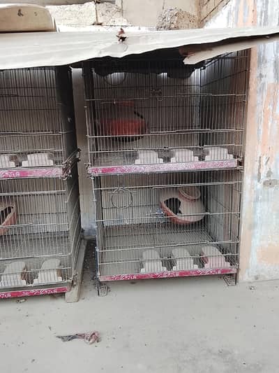 zarar Cage 2 feet 2 feet