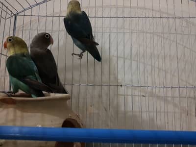 Love Bird Pair (1 male , 2 female)