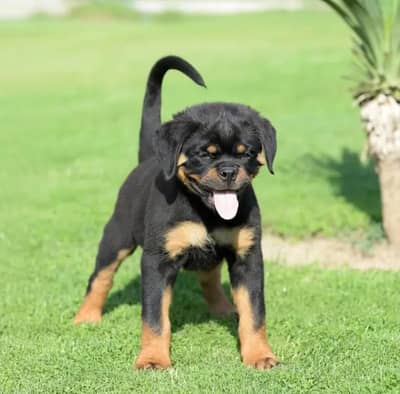 all Pakistan dilver  available  pair