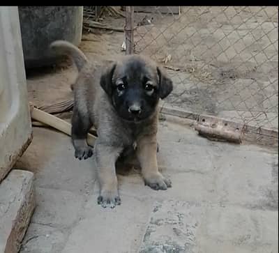 Alsatian female pup