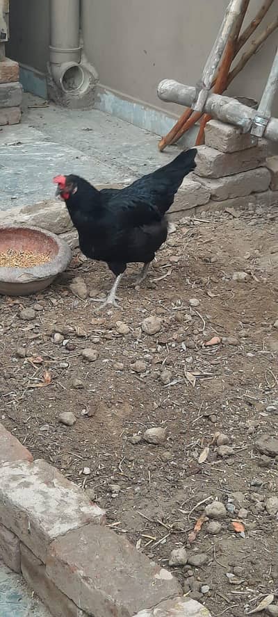 desi hens o333:::8482008:::