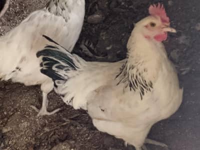 adult eggs laying 2 live Sussex hen