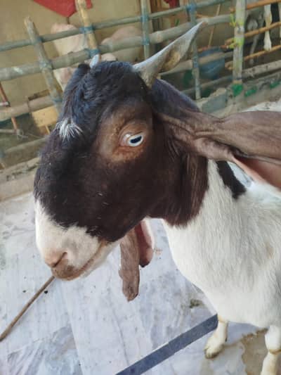 PATERI FEMALE 1 MONTH GABBAN