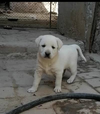 Labrador female pup for new home 0/3/0/7/6/7/1/7/5/0/7