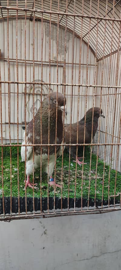 ambersira pigeons