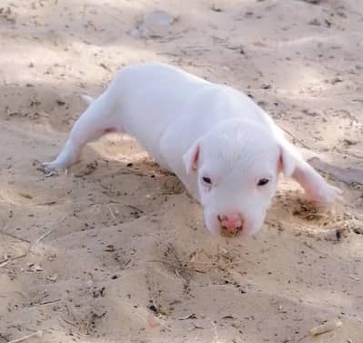 gultair female pink nose puppy