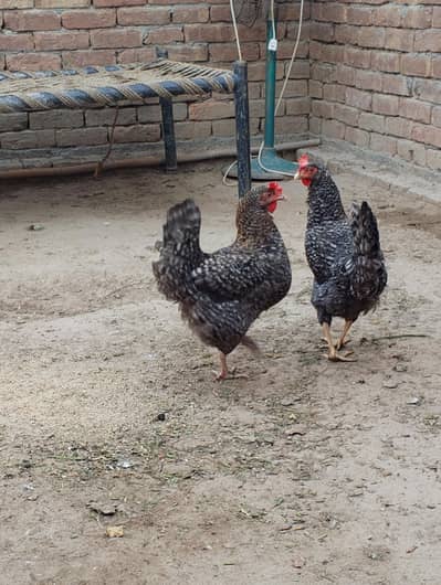 Jis bhai na Lani ho iss number per rabta karian 03058787132