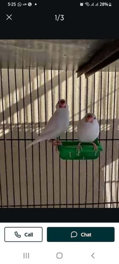 White Jawa Ready pair