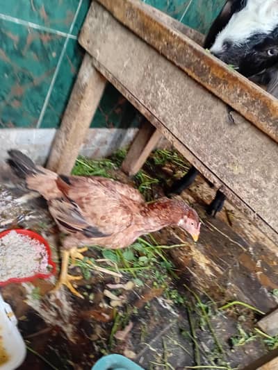 aseel murgi  egg laying egg