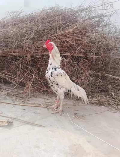 Aseel Cheena high quality breeder for sale