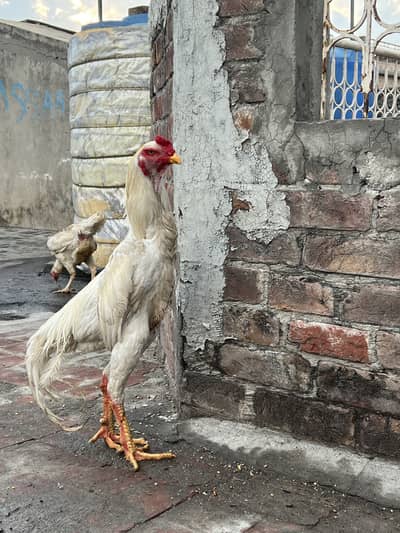 Pure white oh shamo pair and chicks