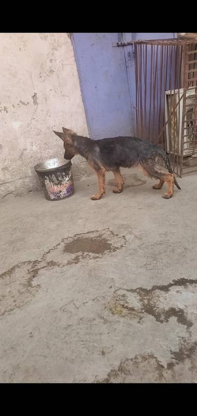 3 months plus female top quality heavy bones