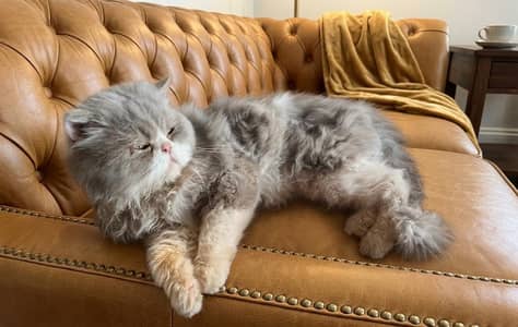 Piki face stud male for sale