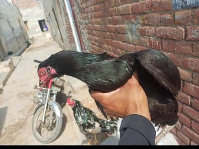 Aseel Hen for sale