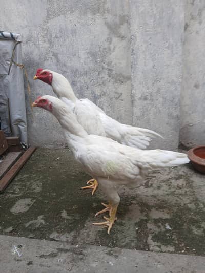 pure shamu paper wight pair