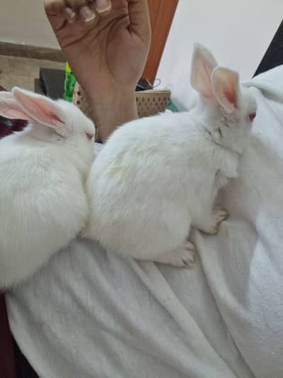 Baby red eye rabbits