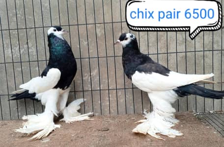 fancy pigeon | kabutar| Jacobin|  frillback saddle | amarican fantail|