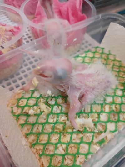  Exotic Parrot Chicks Available for Sale