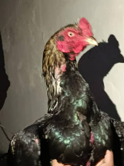 Lasani bloodline murgha.