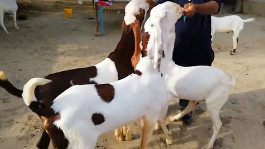 2 Bakre urgent for sale call me _03102729869