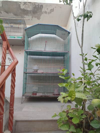 Birds Cage