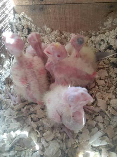 eno cockatiel and cream cockatiel 03089240000 only call