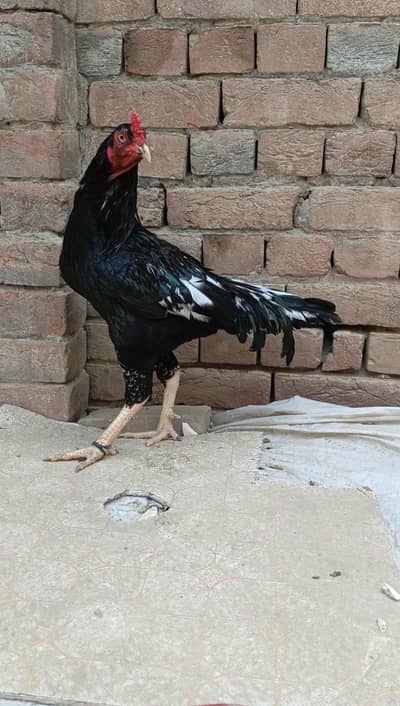 miyawali lasani heera shajra Haig kowalti