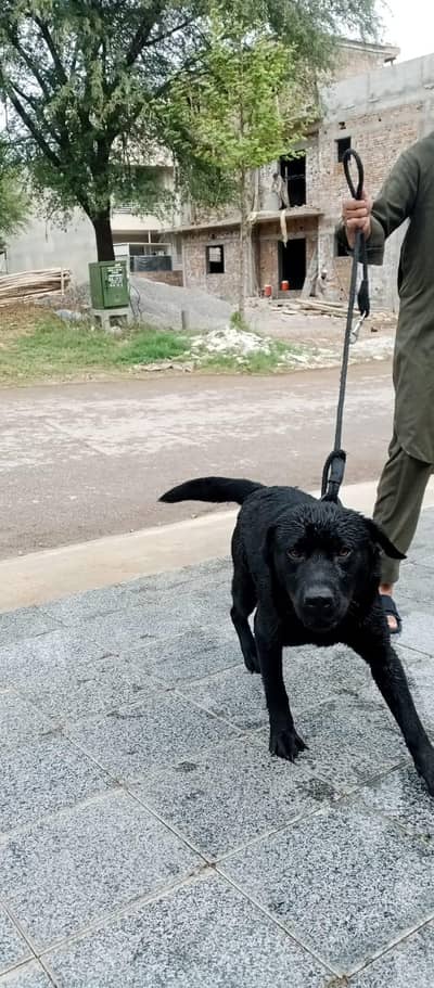 name Askar nasal lLabra location isb