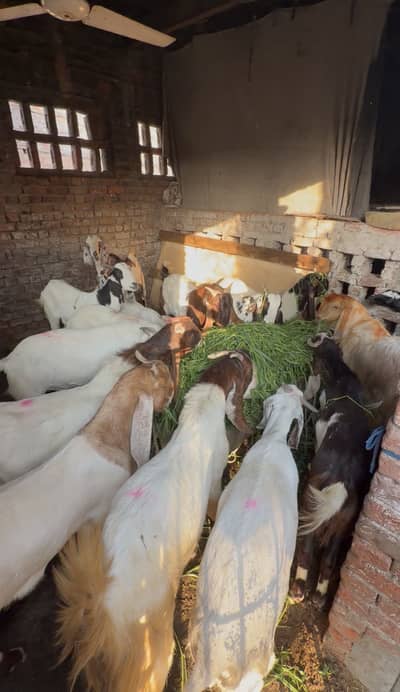 Bakry 03271700222 num