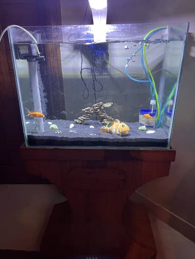 Glass Aquarium, stand, fishes and complete setup