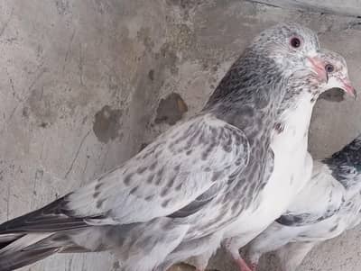 Granteed parwazi bachay