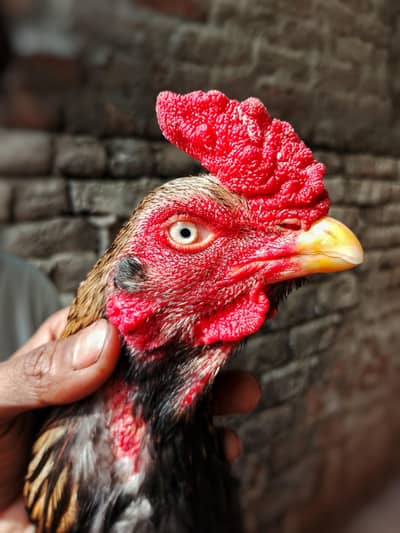 Aseel amroha    (Merthi aseel)