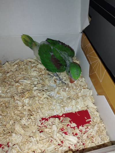 Raw pahari parrot chick