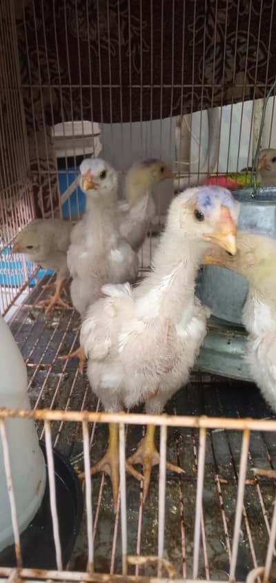 White King O Shamo Chicks Sale<Sale