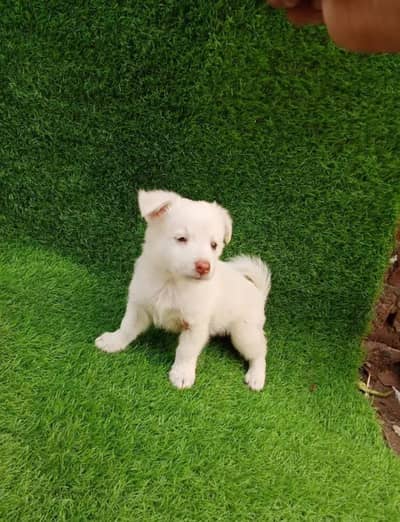 Russian puppy dog for sale only Whatsapp 03327945291