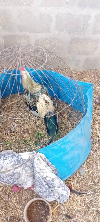 Aseel jawa and aseel murgii pair