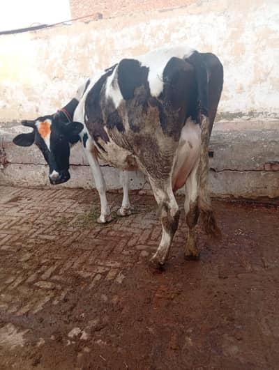 HF freenzen cow for sale