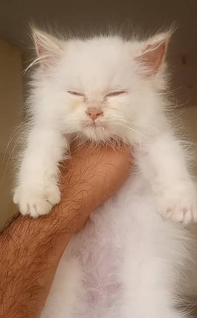 I have 2 month male cat baby white colour ragdoll breed