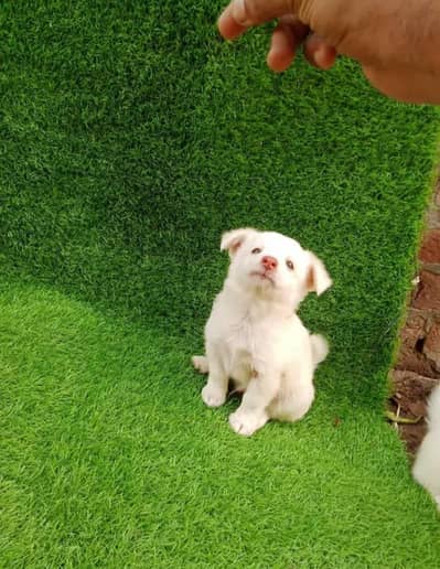 Russian puppy dog for sale only 03327945291