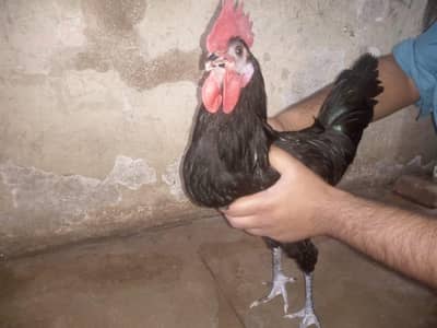 Australorp Australian breed