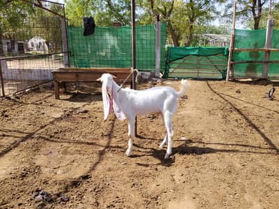 4 dant Bakra for sale