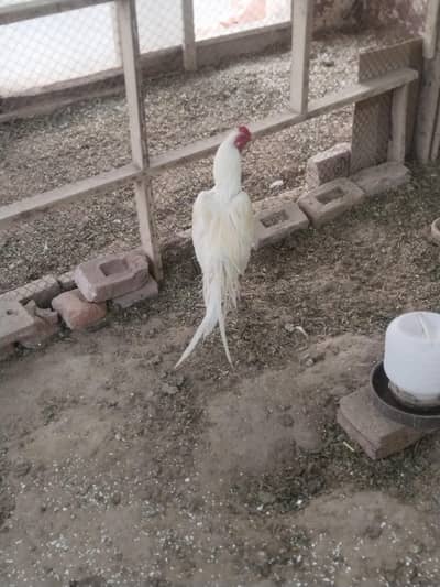 aseel hera breeder white nok nali for sale