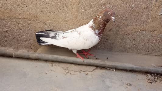 Pigeon Ambersirah male