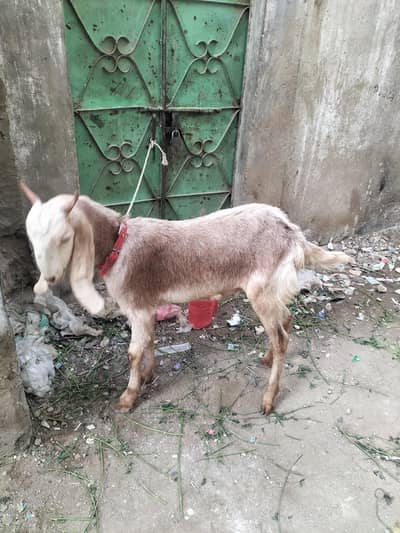 khasi bakra ha 2 dant ha gar ka pala ha