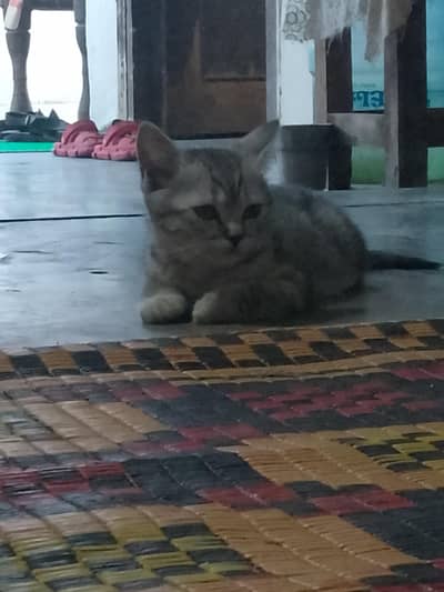 Cute cat Available for sale