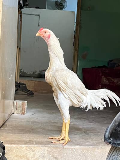 Aseel King Shamo Paper White Beautiful Male