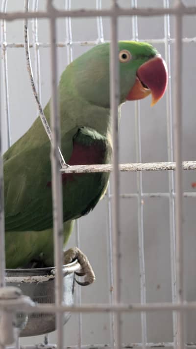 raw Parrot, ring neck for sale only stick pr ata h.