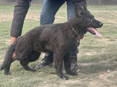 Long coat black shepherd male for sale
