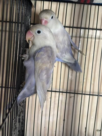 3 Pairs Love birds and Lotina with Three Speration New Cage